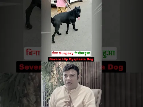 बिना Surgery के ठीक हुआ Severe Hip Dysplasia Dog❓❓🤙