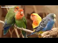 Let the Rain and Birds Heal You 🌧️🕊️ Relax Instantly, Reduce Stress, and Calm Your Mind Naturally
