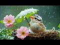 Lagu Biarkan Hujan dan Burung Menyembuhkan Anda 🌧️🕊️ Bersantai Seketika, Mengurangi Stres, dan Menenan...