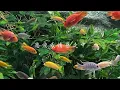 【弾き語り】相対性理論 - 学級崩壊 / 상대성이론-학급붕괴 / 기타커버