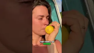 Epic Fruit Haul From The Polynesian Bush!  #travel #selfsustain #explore  #sailinglife