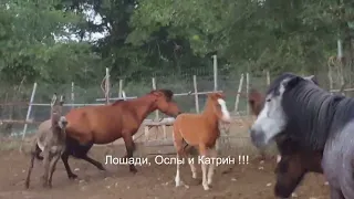  the donkey drama you can t miss 