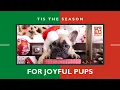 Holiday Happiness At Petland Racine