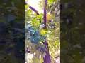 Download Lagu Langka/Jackfruit 🤩 #fypシ #fyi #shortvideo #viral #shortsfeed #shortsyoutube