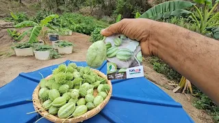 Colhendo e plantando maxixe