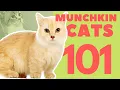 Munchkin Cats 101 Breed Personality