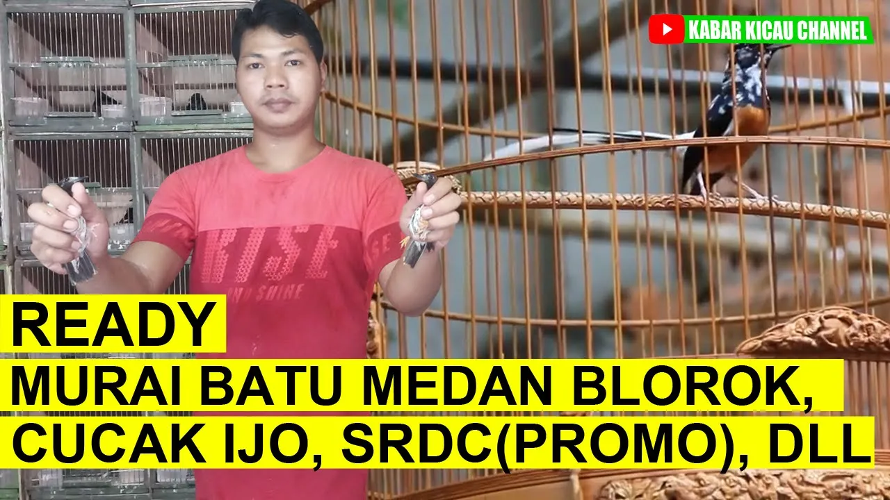 
          
          
          
            
            UPDATE HARGA Murai Batu Medan Blorok, Cucak Ijo, SRDC Bali, dll di Kios Hariyanto PB Pramuka
          
        . 