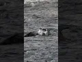 Download Lagu Osprey struggles with huge fish 🐟 then kicks it into high gear!! Copyrighted Sony A1 + EF 200-600