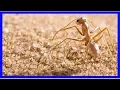 Lagu Silver hairs keep desert ants cool