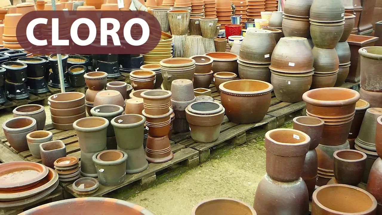 COMO CUIDAR DE ORQUÍDEAS NO VASO