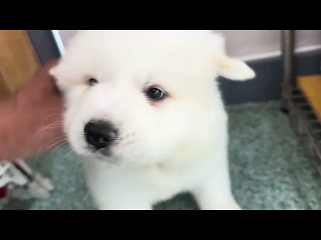 動画