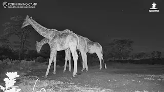 Giraffes Feeding Together in the Wild | Porini Rhino Camp Live Cam