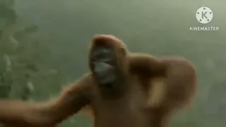  المال الحلال اهو  العفش بتاعي اهو دندنها