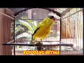 Download Lagu Burung kepodang betina gacor dan kenapa dikatakan burung kepodang betina \