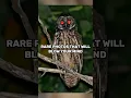 Download Lagu SCHOKKENDE foto's die je versteld doen staan! #shorts