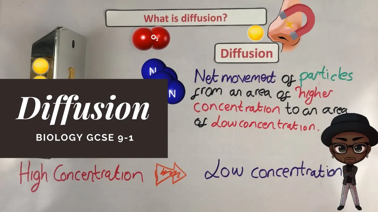 Diffusion (Surface area : volume ratio) ~ GCSE Biology Paper 1
