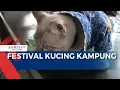 Download Lagu Festival Kucing Kampung