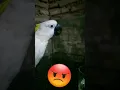 kakak tua marah #kakaktua #viral #burung #live