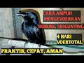 Download Lagu cara mengevoerkan burung srigunting, cara melatih burung srigunting makan voer