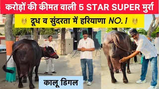 🤑करोड़ों की कीमत वाली 5 STAR सुपर मुर्रा - दूध व सुंदरता में हरियाणा NO.1 | कालू डिगल 