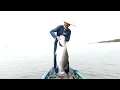 Download Lagu Setelah hujan reda raja monster barramundi akhirnya tertangkap 