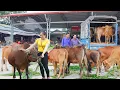 Download Lagu Use Truck To Buying Many Cows From Villagers Go To Countryside Market Sell - Farm Life