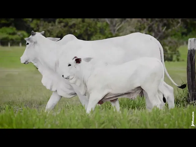 Matriz Nelore AFOM - 4299