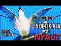 Download Lagu TRUCUKAN BAHAN TRUCUK OMBYOKAN TRUCUK PAUT BISU PASTI BUNYI DENGAR SUARA TRUCUK GACOR NGALAS INI ‼️