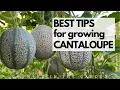 BEST TIPS for growing CANTALOUPE Grow SWEET FLAVORFUL cantaloupe with these tips