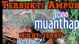 Download Suara Sintar Sangat Mantap..ampuh..josss MP3