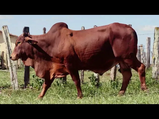 Touro Sindi RAJT - 2602