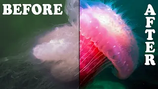 Underwater photography for beginners (on a budget) – Scuba and Sailing Ep 268