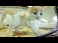 Japan Pet store selling kittens puppies Nippon Susukino Tokyo Tanuki Koji Shopping Arcade