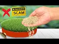 6 SECRETS TO GROW LAWN GRASS FROM SEED Beware of Seed Scams