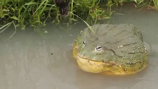 Can Giant Pixie Frogs Swim Do They Breathe Under Water
