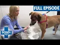Rescue Dog That s Perfect For Cat Owners Advice From Dr Lisa