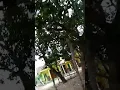 Download Lagu Viral... Mayat hidup... super ngakak