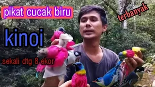 pikat burung kinoi sumatra hanya modal mp3 