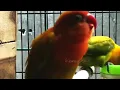Download Lagu Lovebird Lutino Konslet Minor Durasi l Edisi LockDown  ( Just stay at home )