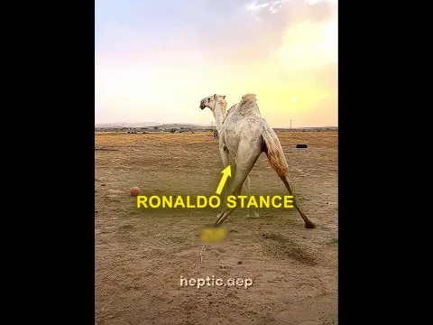 Animals Copy Ronaldo's Moves & Skills 🤯🥶
