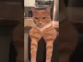 Download Lagu Bye Bye Mewing Cat Meme - Original Video with Bye Bye Sound