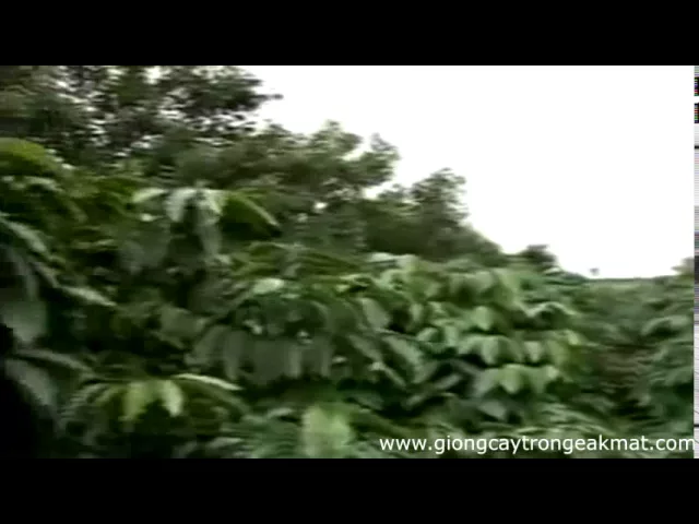 Outline Video Kỹ thuật trồng xen cây mắc ca và cây cà phê