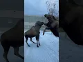 Moose fighting over territory and calves. Anchorage Alaska 2023 wild animals attack #moose #fight