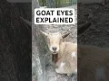 Lagu Rahasia di Balik Mata Kambing