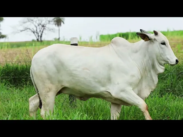 Novilha Nelore LMRZ - 90