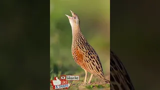 صوت مرعة الغيط أو سلوى الفري                  دندنها