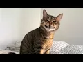 Download Lagu Dit is misschien wel de gekste kat ooit opgenomen 🐱 Grappige kattenvideo's