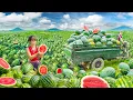 Download Lagu TIMELAPSE -- Use Truck to Buying Many Giant Watermelons from Villagers Goes to Market Sell