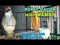 Download Lagu Trucukan gacor ropel isian Wamby whamei terbukti mudah ditiru oleh trucuk lain