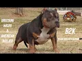 BREEDING MICRO AND POCKET AMERICAN BULLIES